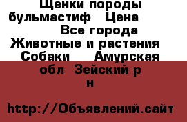 Щенки породы бульмастиф › Цена ­ 25 000 - Все города Животные и растения » Собаки   . Амурская обл.,Зейский р-н